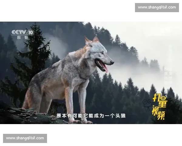 生死博弈人类与狼群在荒野中的智慧与力量对决命运边缘的终极较量